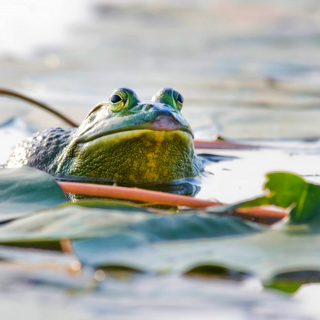 Shoreline - Wildlife