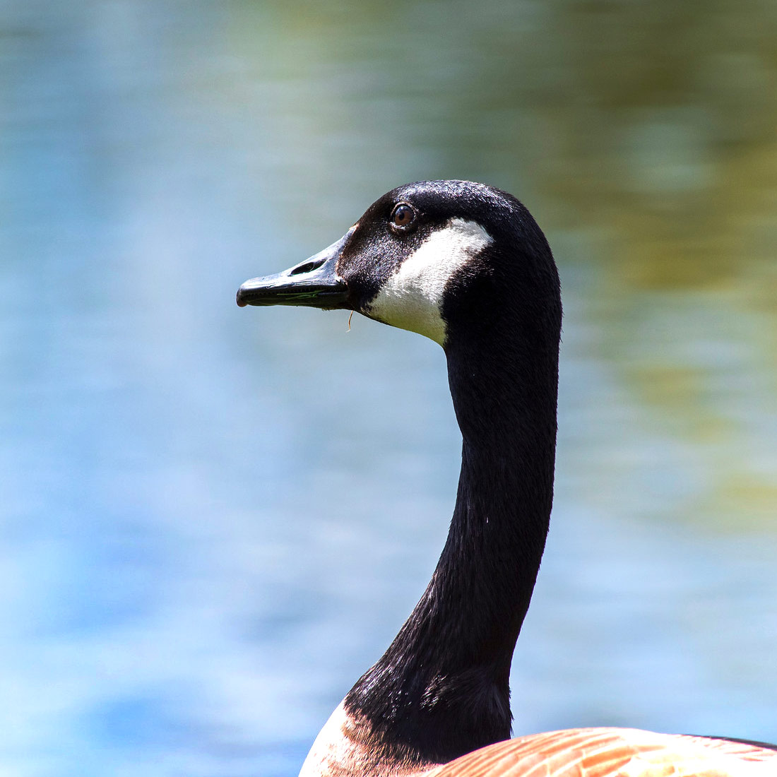 Shoreline - Wildlife