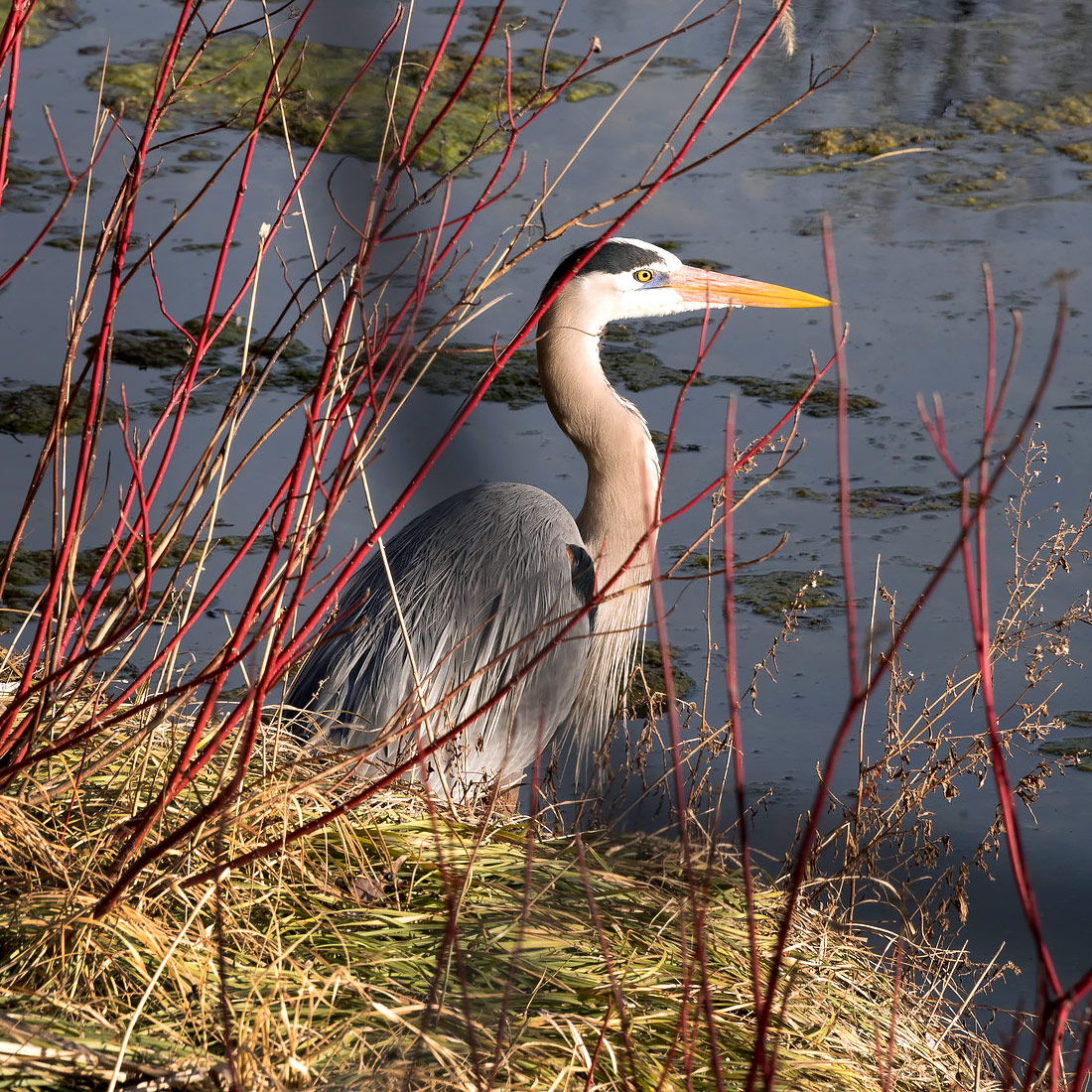 Shoreline - Wildlife