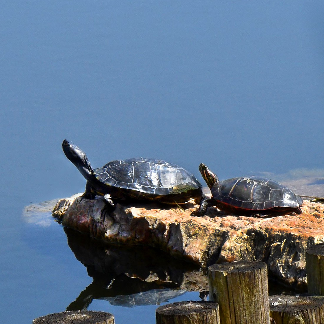 Shoreline - Wildlife