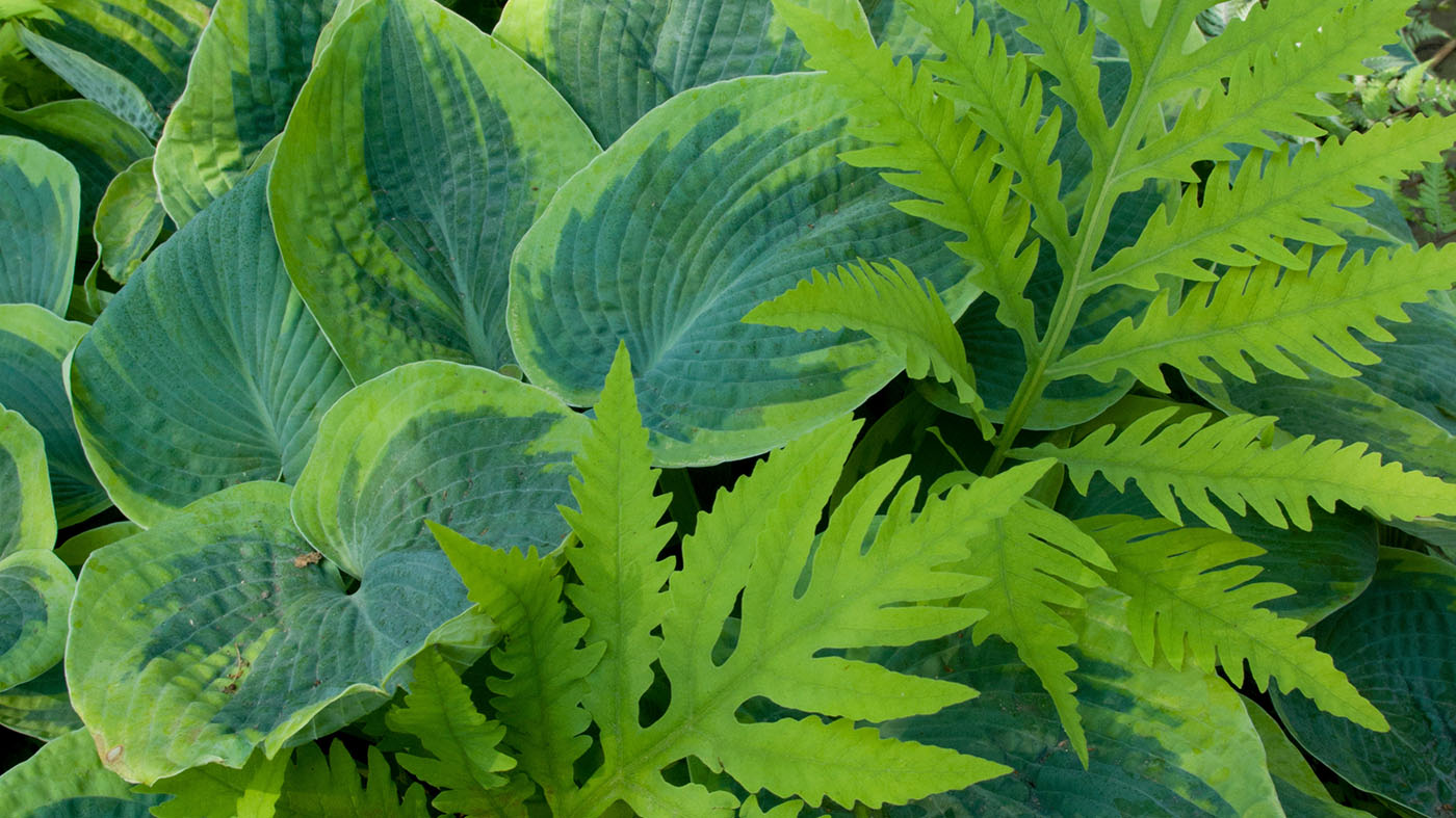 foliage