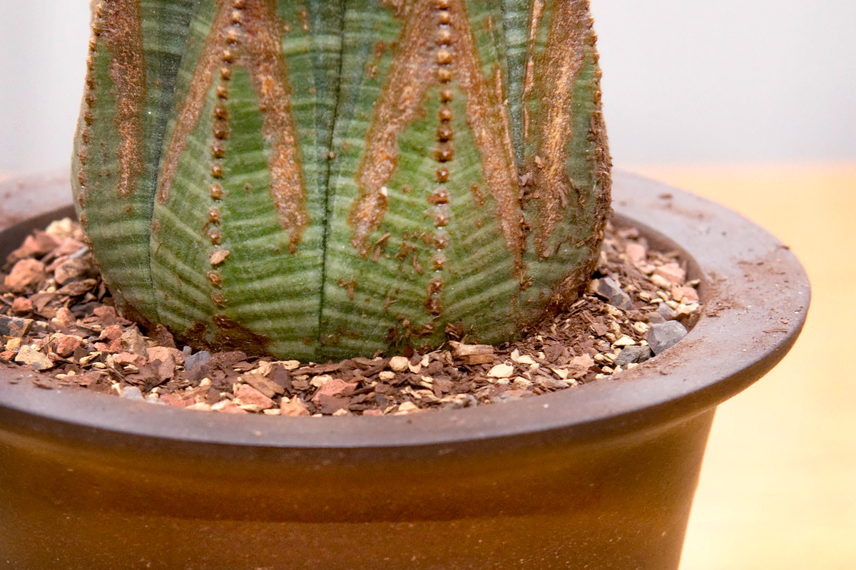 Re-Potting Houseplants - Cactus