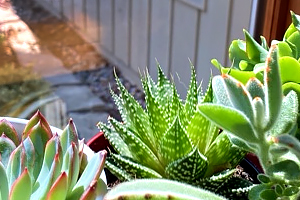 Indoor Houseplant Care - new growth