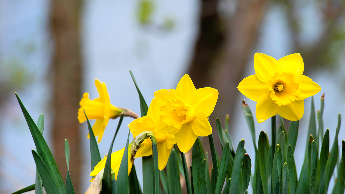 Daffodils  Chicago Botanic Garden