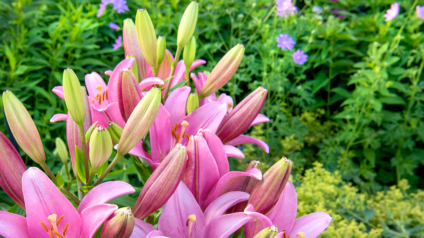 Horticulture at the Garden