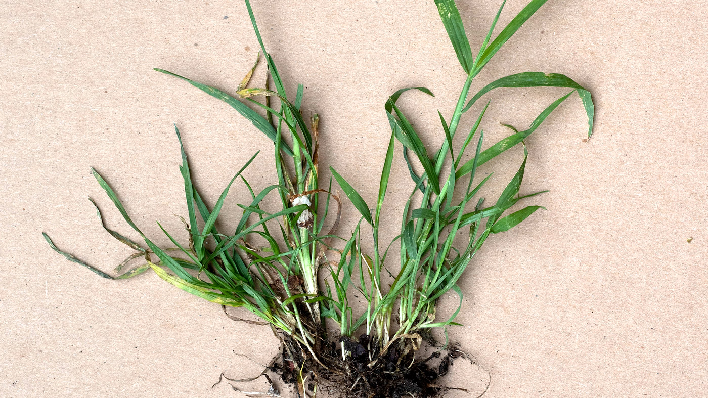 Crabgrass