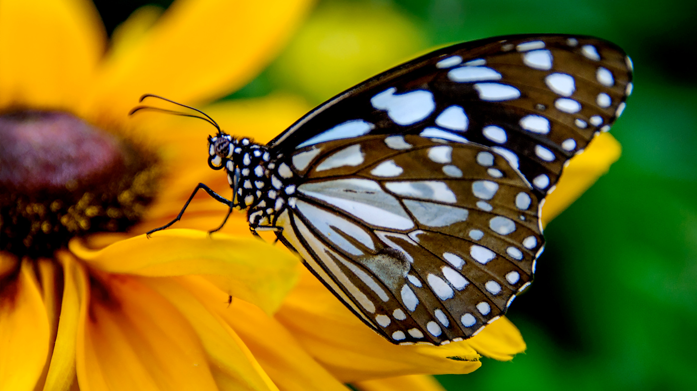 Butterflies & Blooms