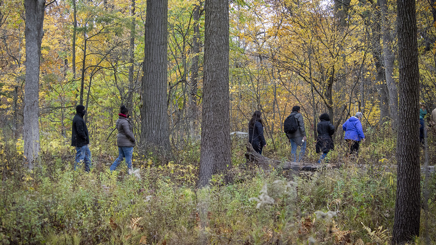 Fall in the Woods