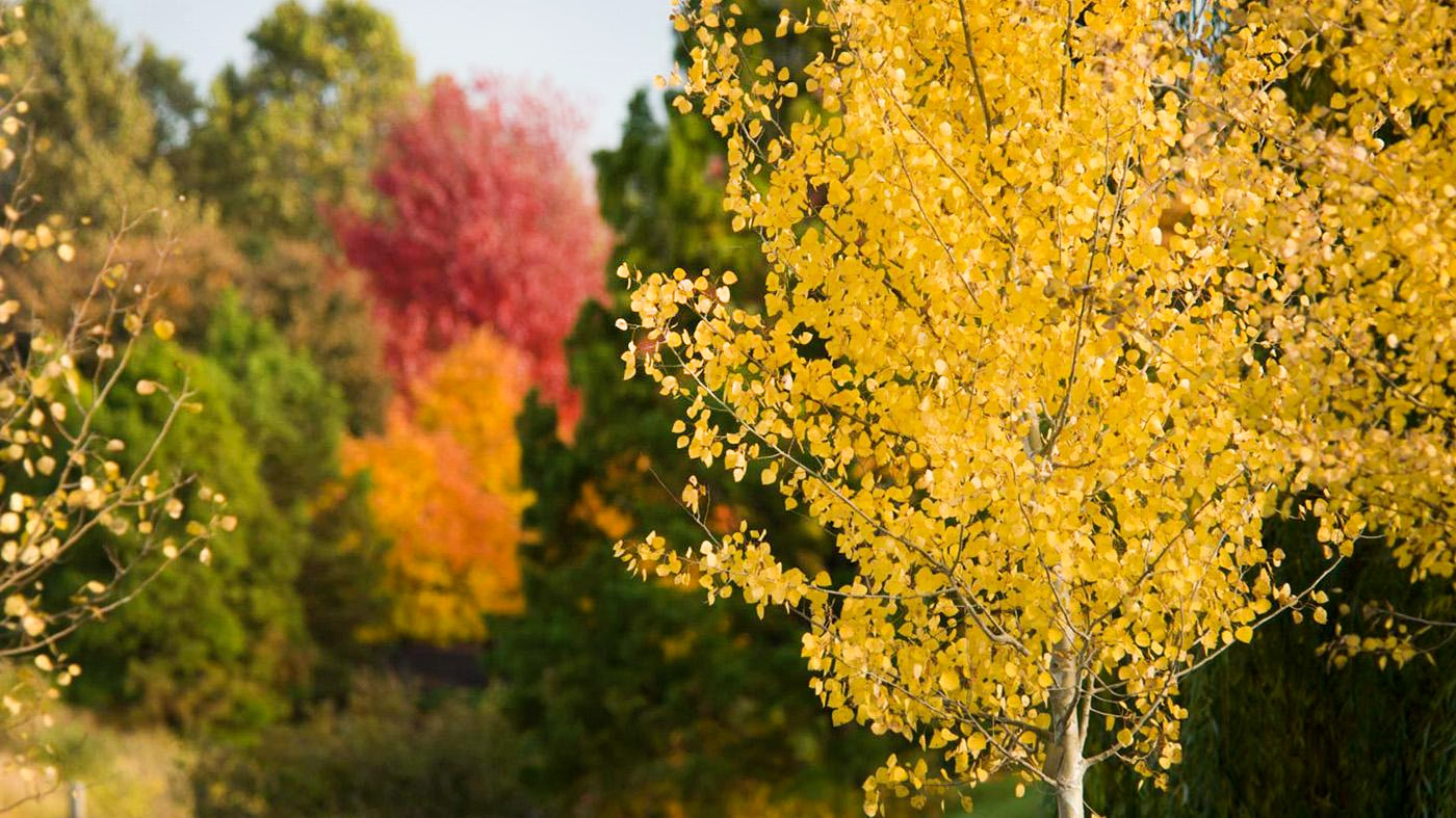 ChicagoBotanicGardenImage