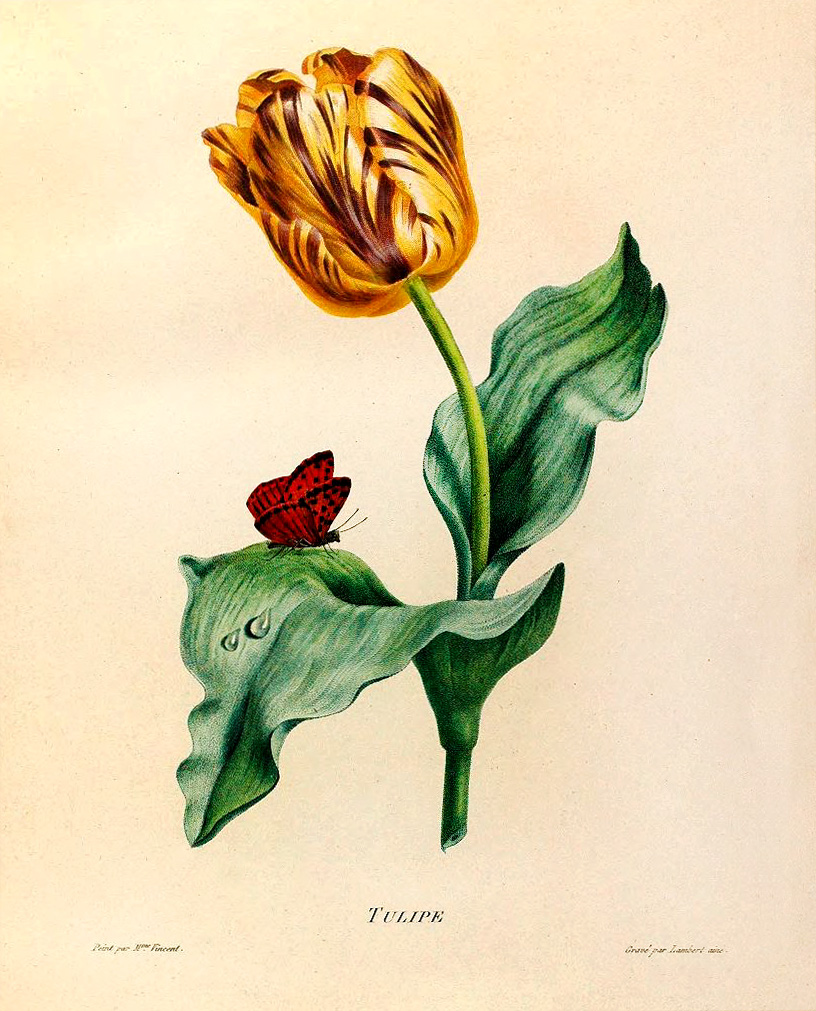 Rare Books - Tulipe