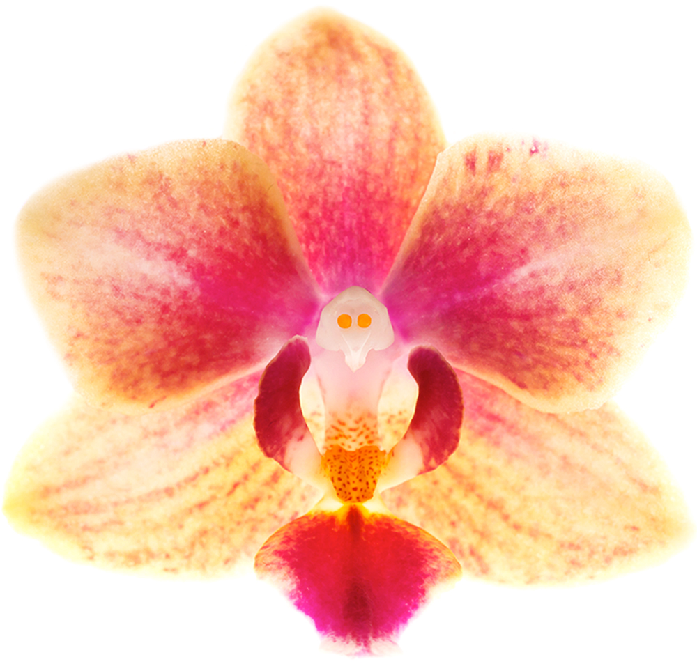 The Orchid Show Magnified