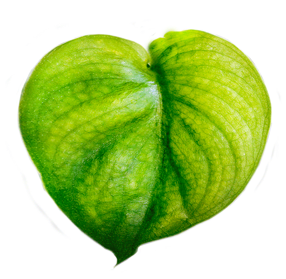 We Love You We Love You