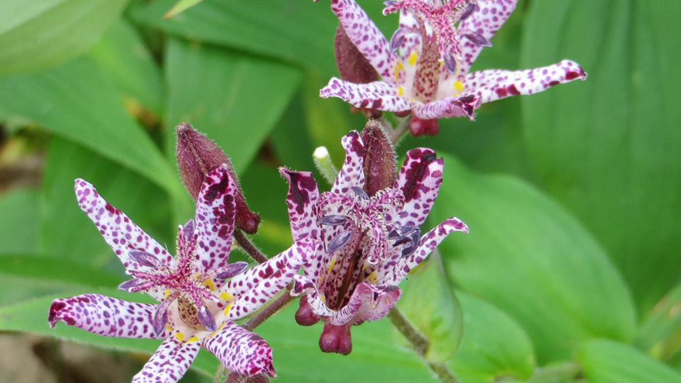 toad lily