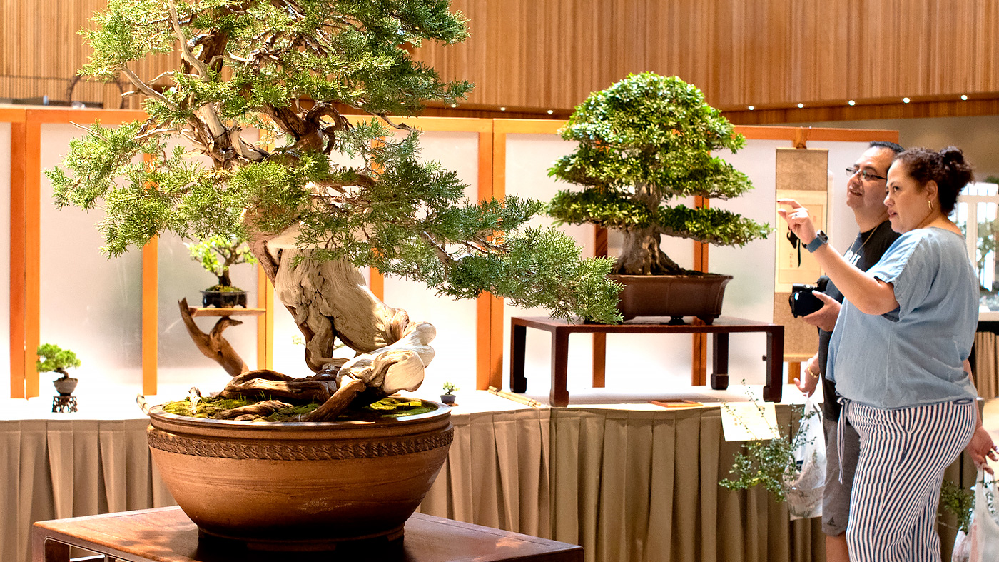 Bonsai Show & Sale