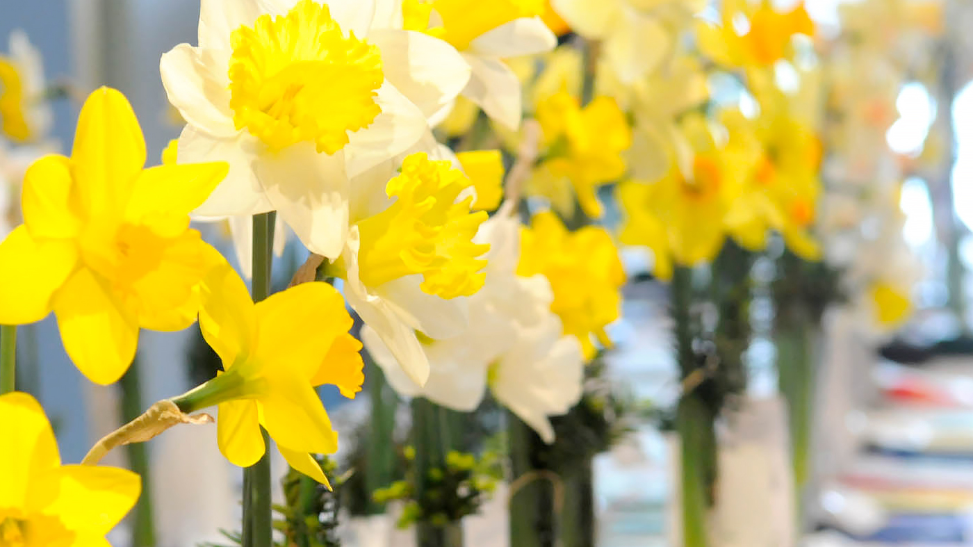 Daffodil Show