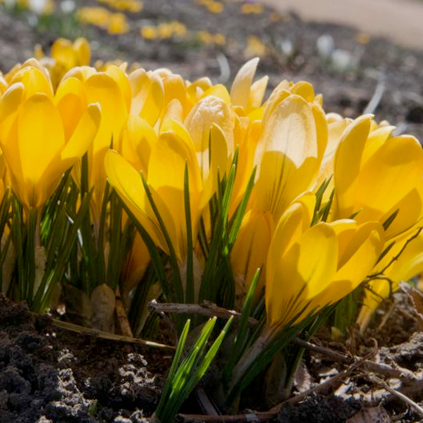 Yellow Mammoth Crocus