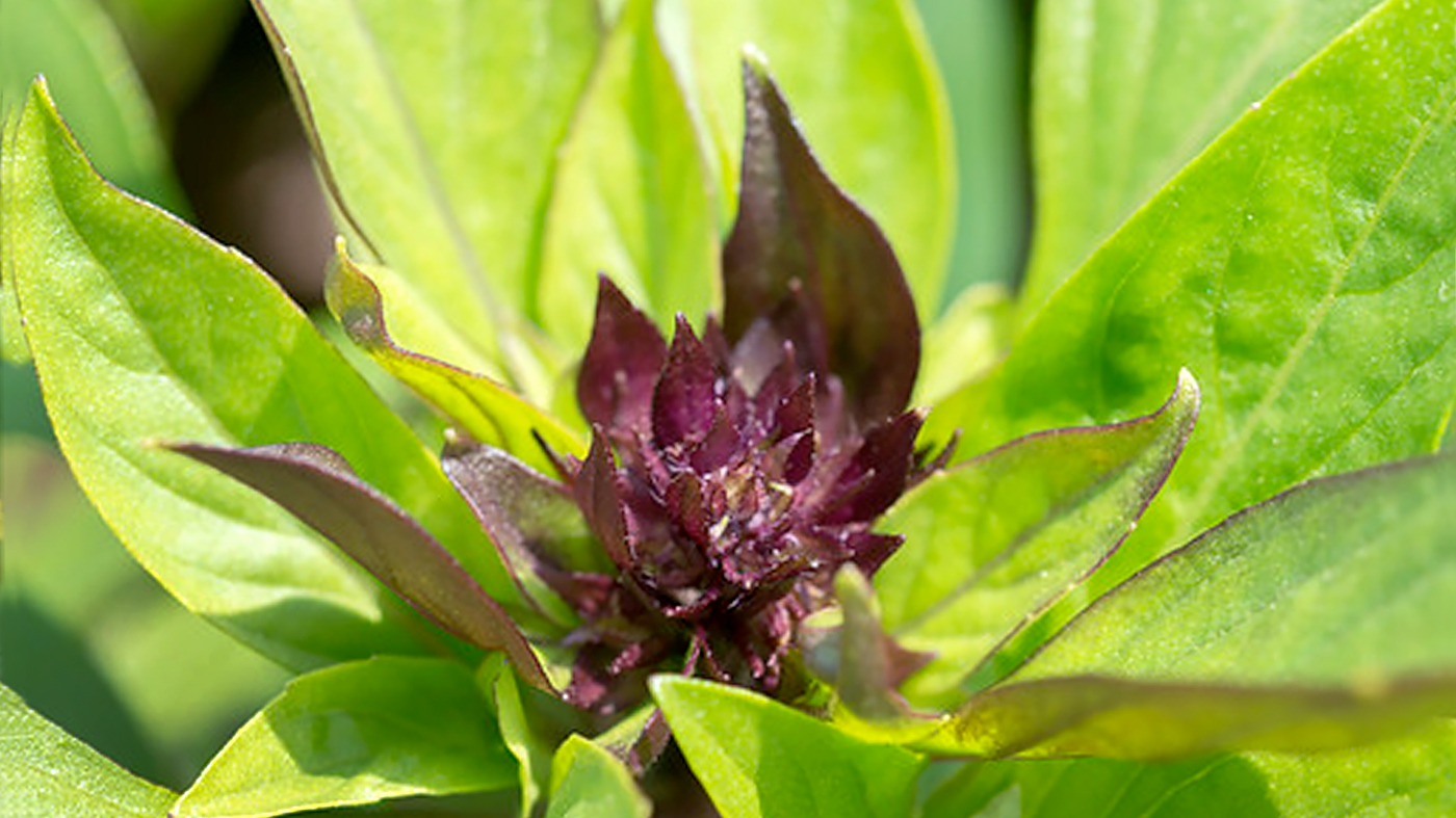 ChicagoBotanicGardenImage