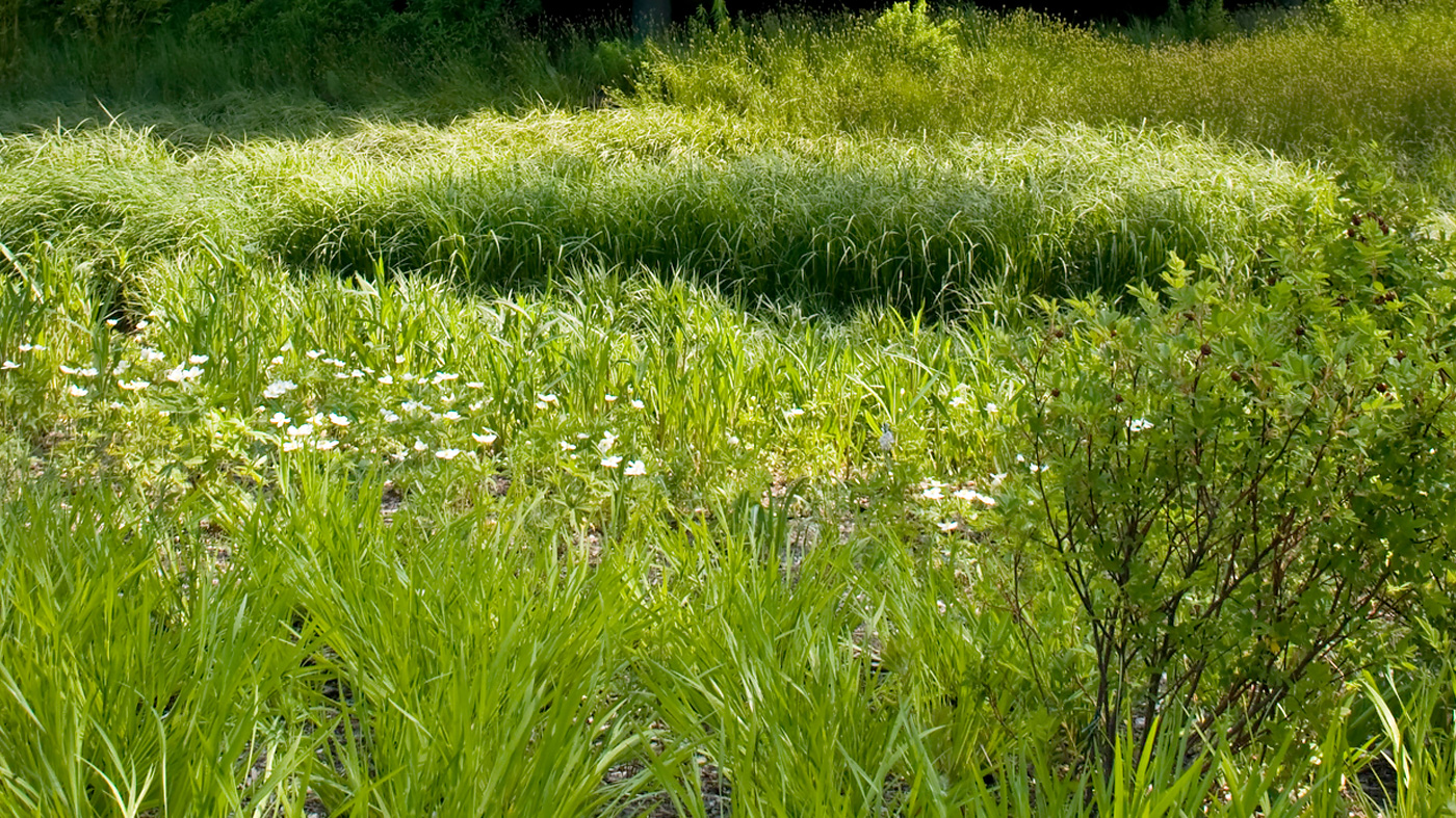 PHOTO: Rain Garden