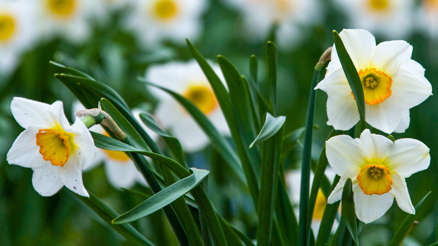 Miniature Daffodils
