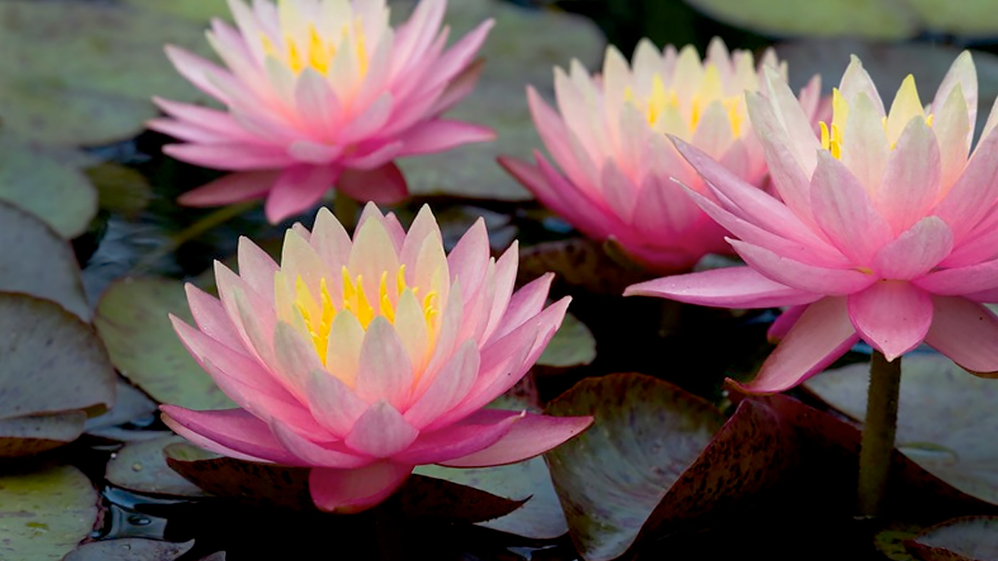 ChicagoBotanicGardenImage