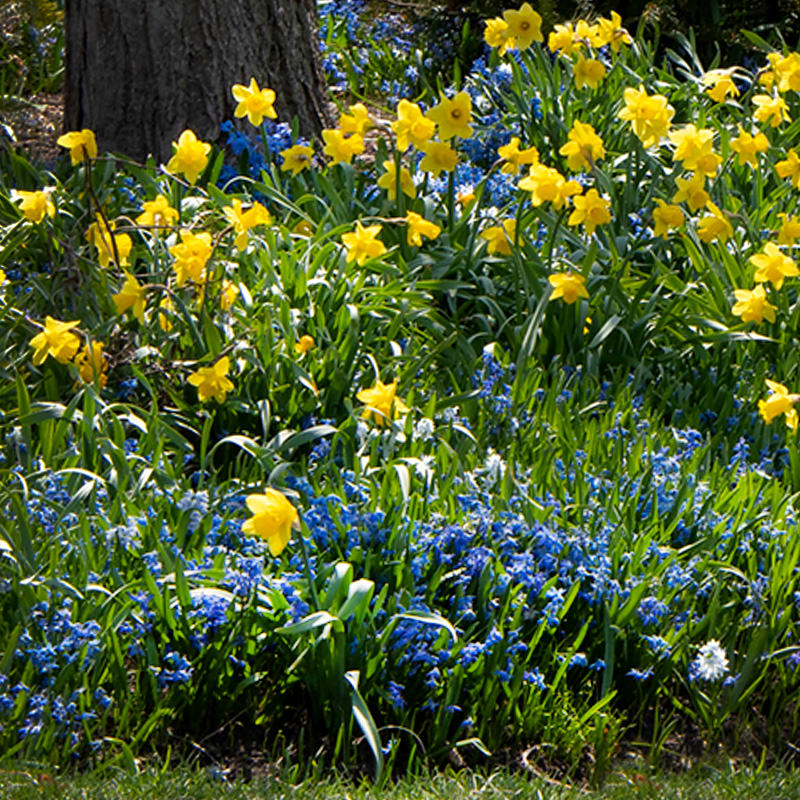 Daffodils  Chicago Botanic Garden