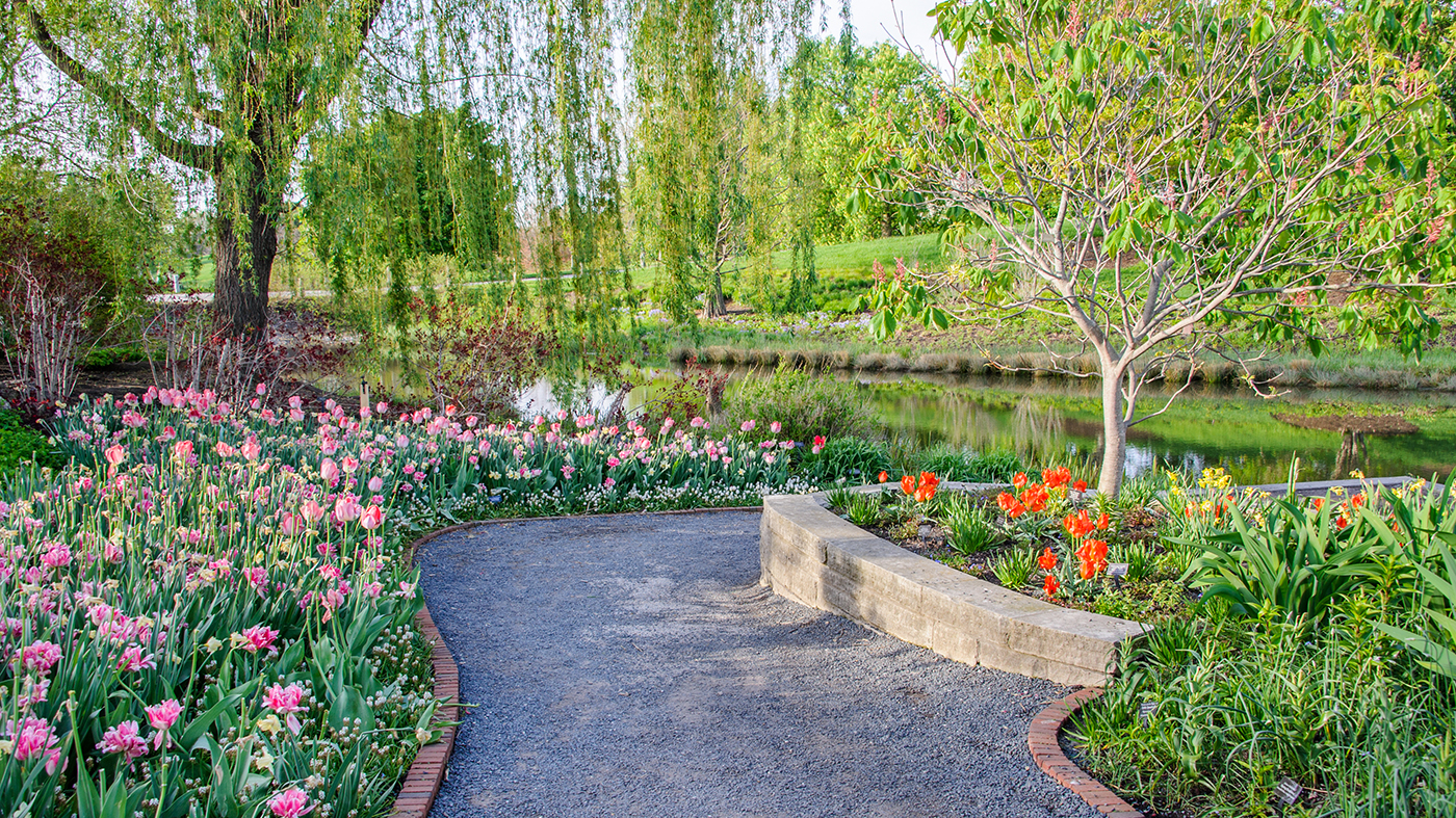 spring tulips