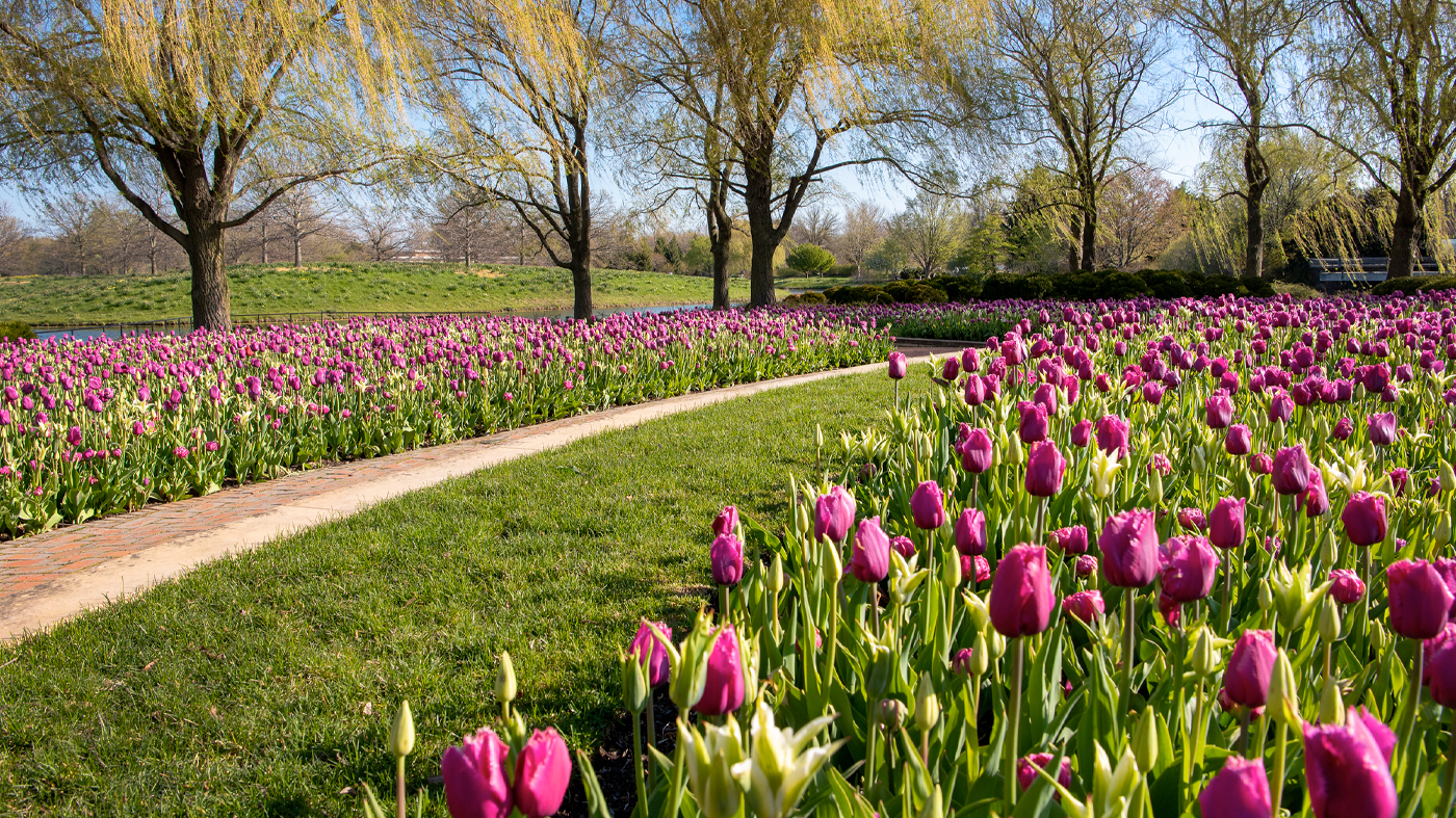 Tulips at the Garden