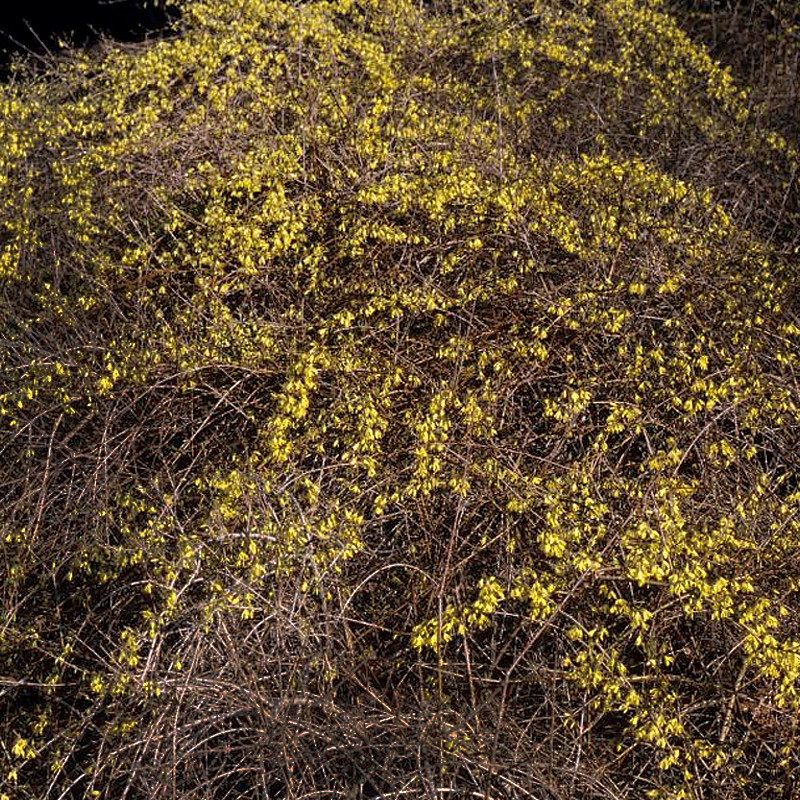 Forsythia ‘Arnold Dwarf’