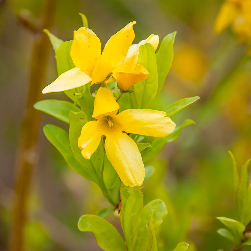 Forsythia  x intermedia 'Beatrix Farrand’