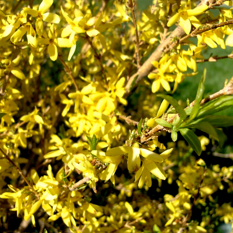 Forsythia ‘Maluch’