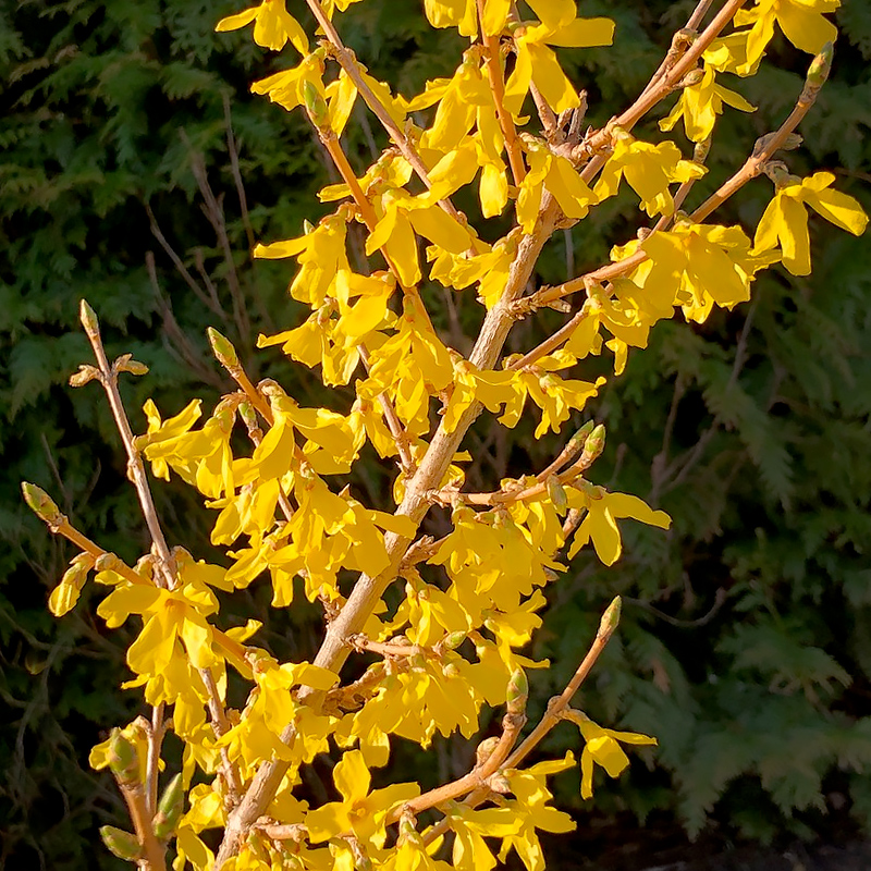 Forsythia ‘Meadowlark’