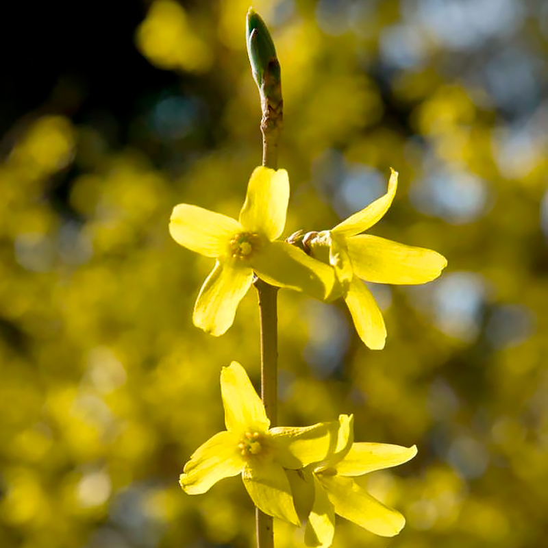 Forsythia ‘Northern Sun’