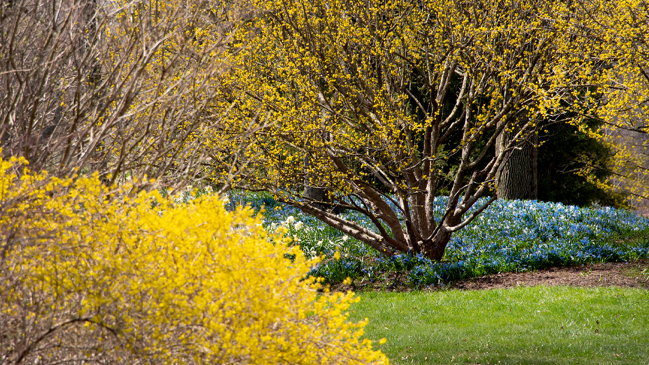 Forsythia in Bloom