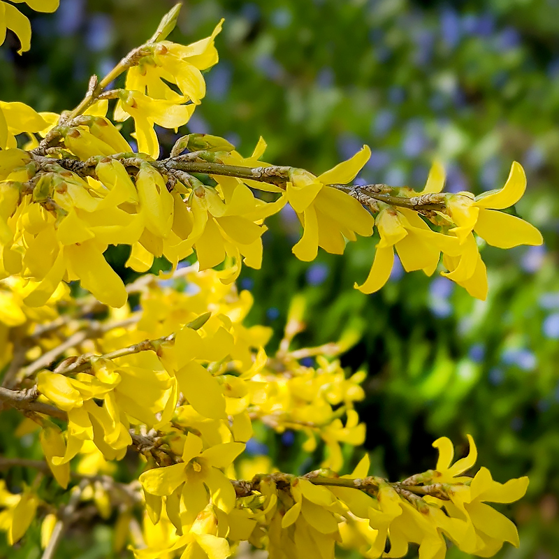 Forsythia in Bloom