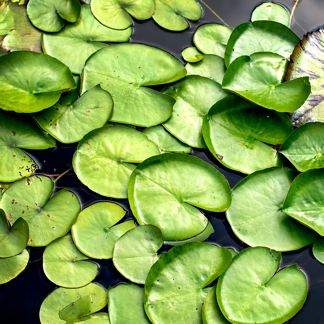 Love In Bloom Connections – Lilypads