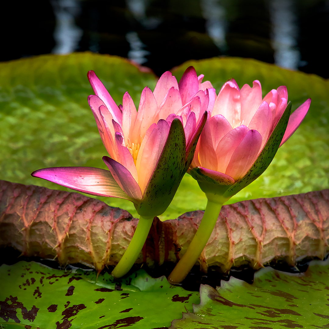 Love In Bloom Connections – Waterlilies