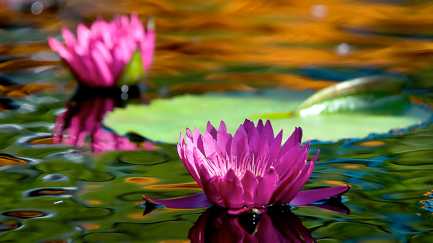 ChicagoBotanicGardenImage