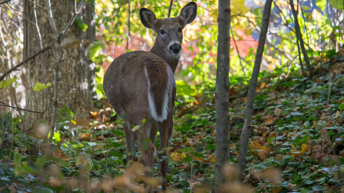 white-tailed deer