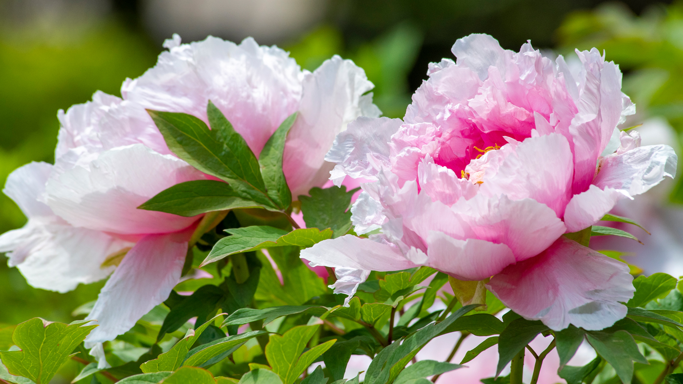 Paeonia suffruticosa Pink Shade