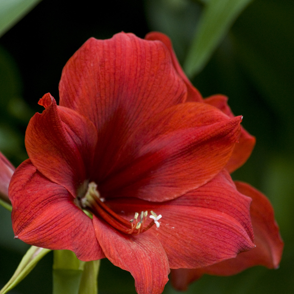 Amaryllis