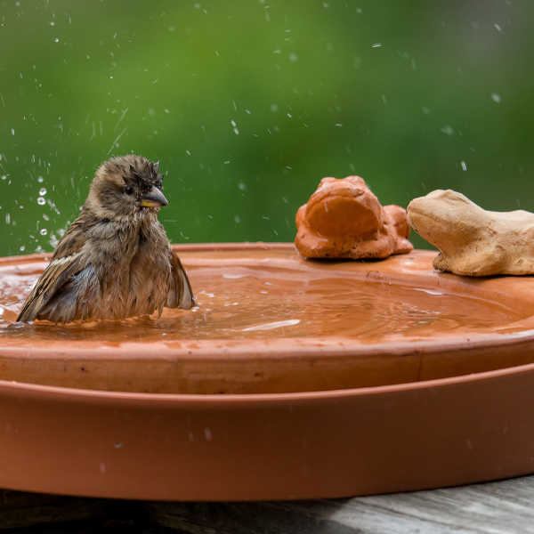 Bird bath