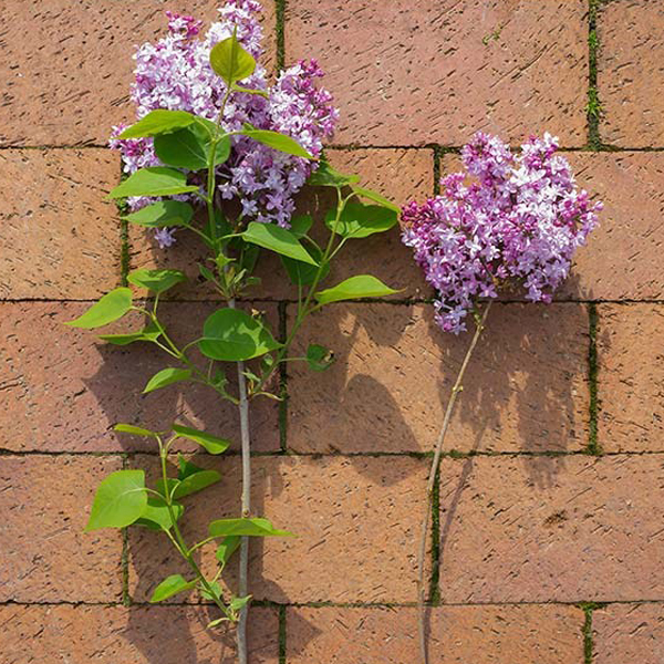Removing lilac leaves
