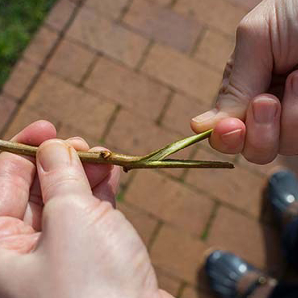 Twisting lilac ends