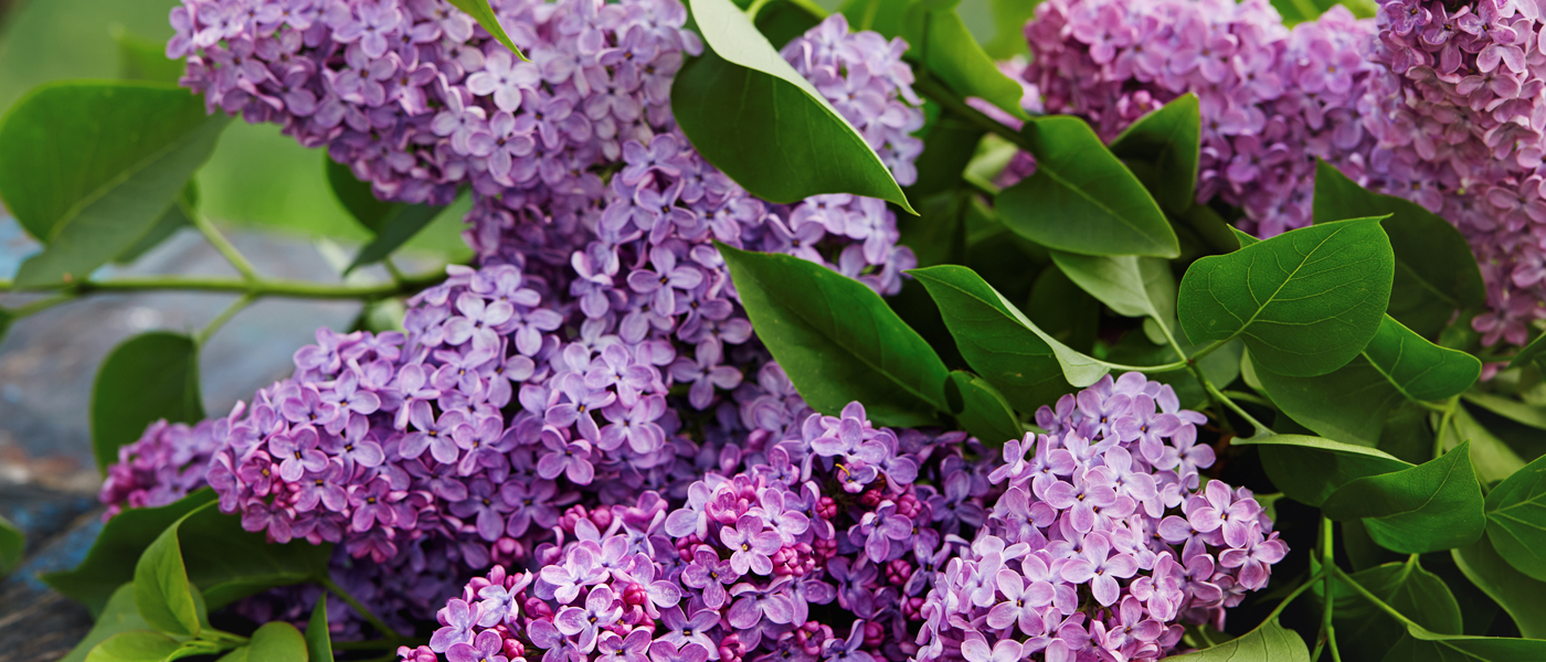 Lilac cuttings
