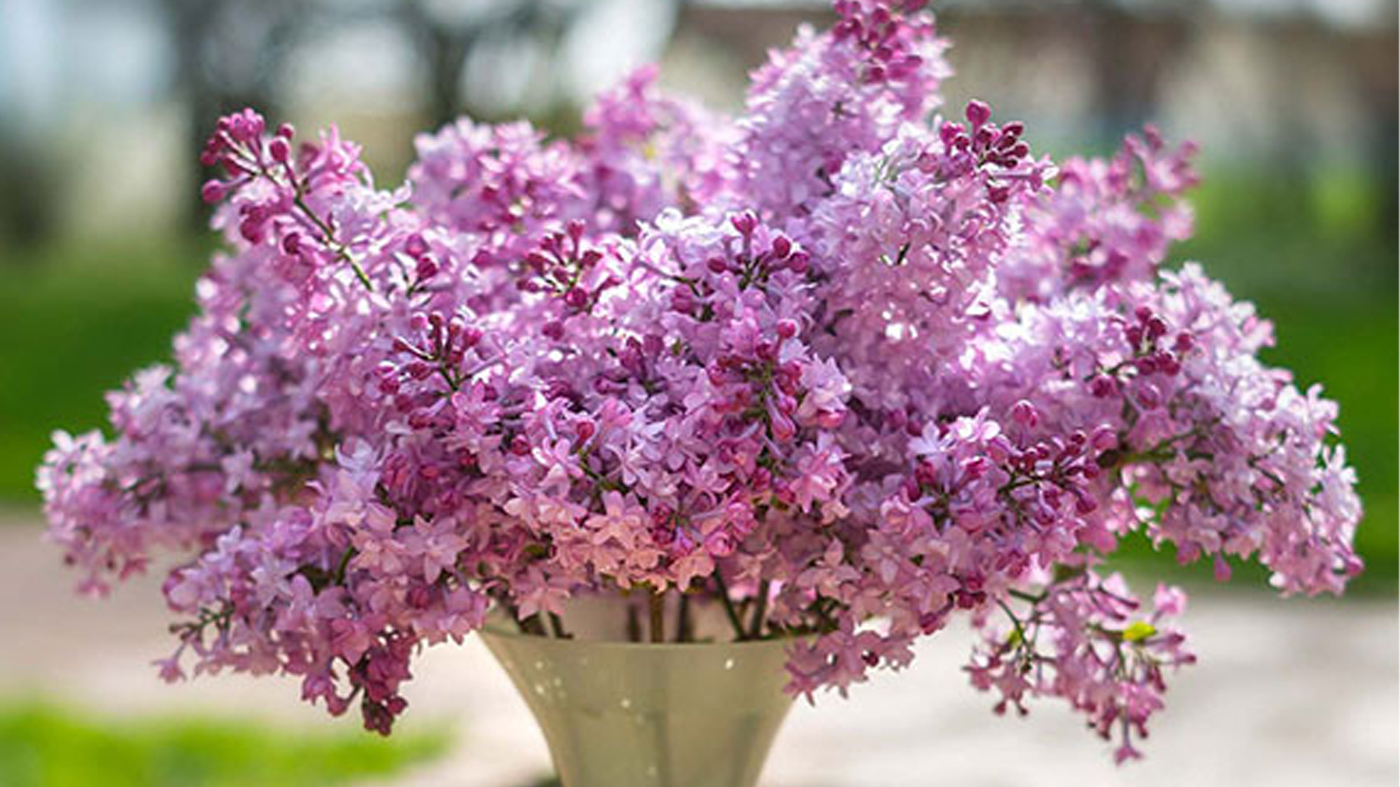 Lilac bouquet