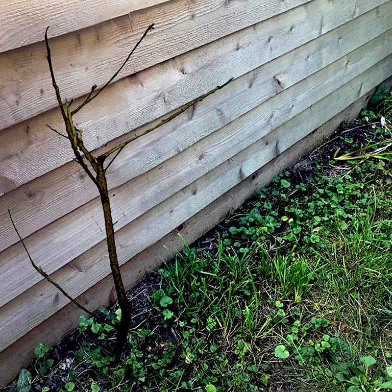 Dead Hibiscus