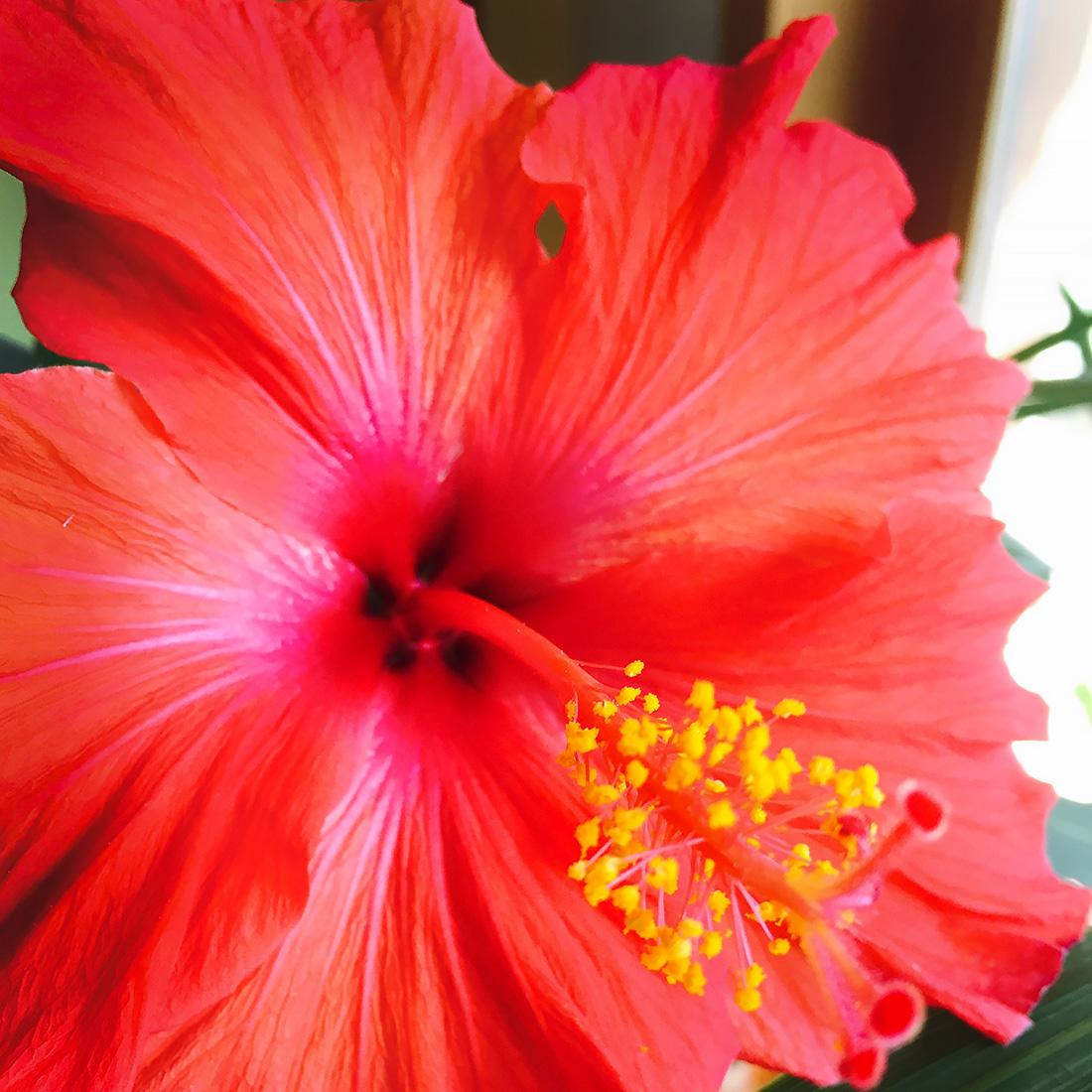 Hibiscus