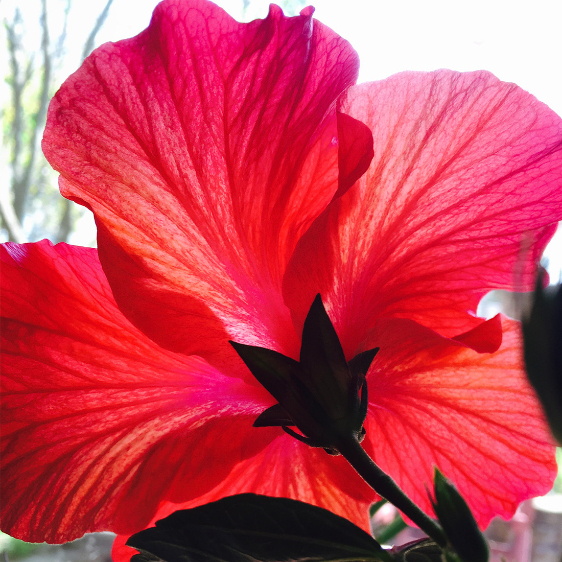 Hibiscus