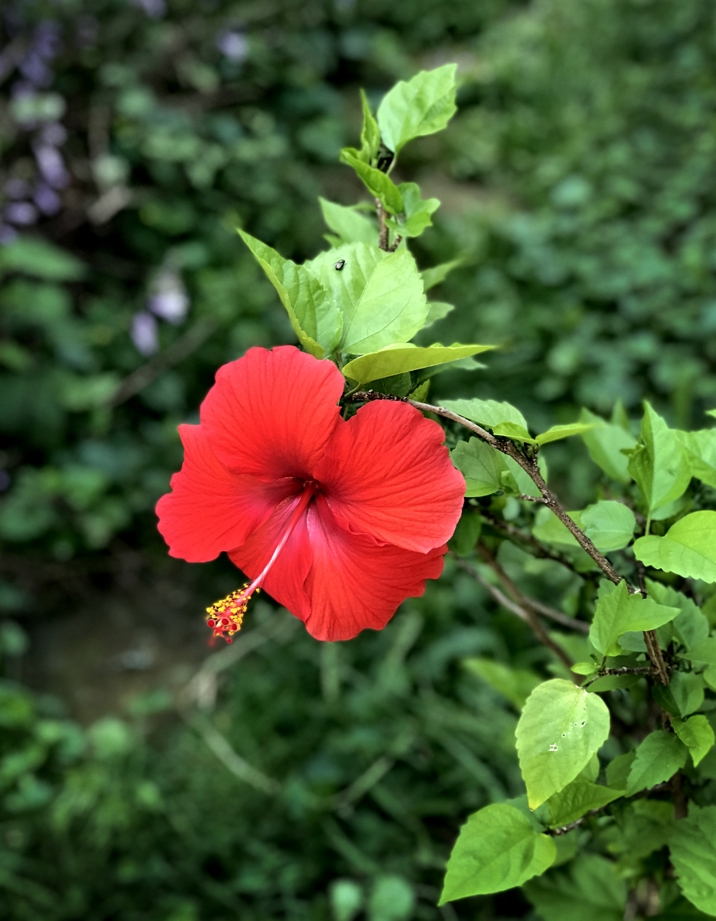 Hibiscus