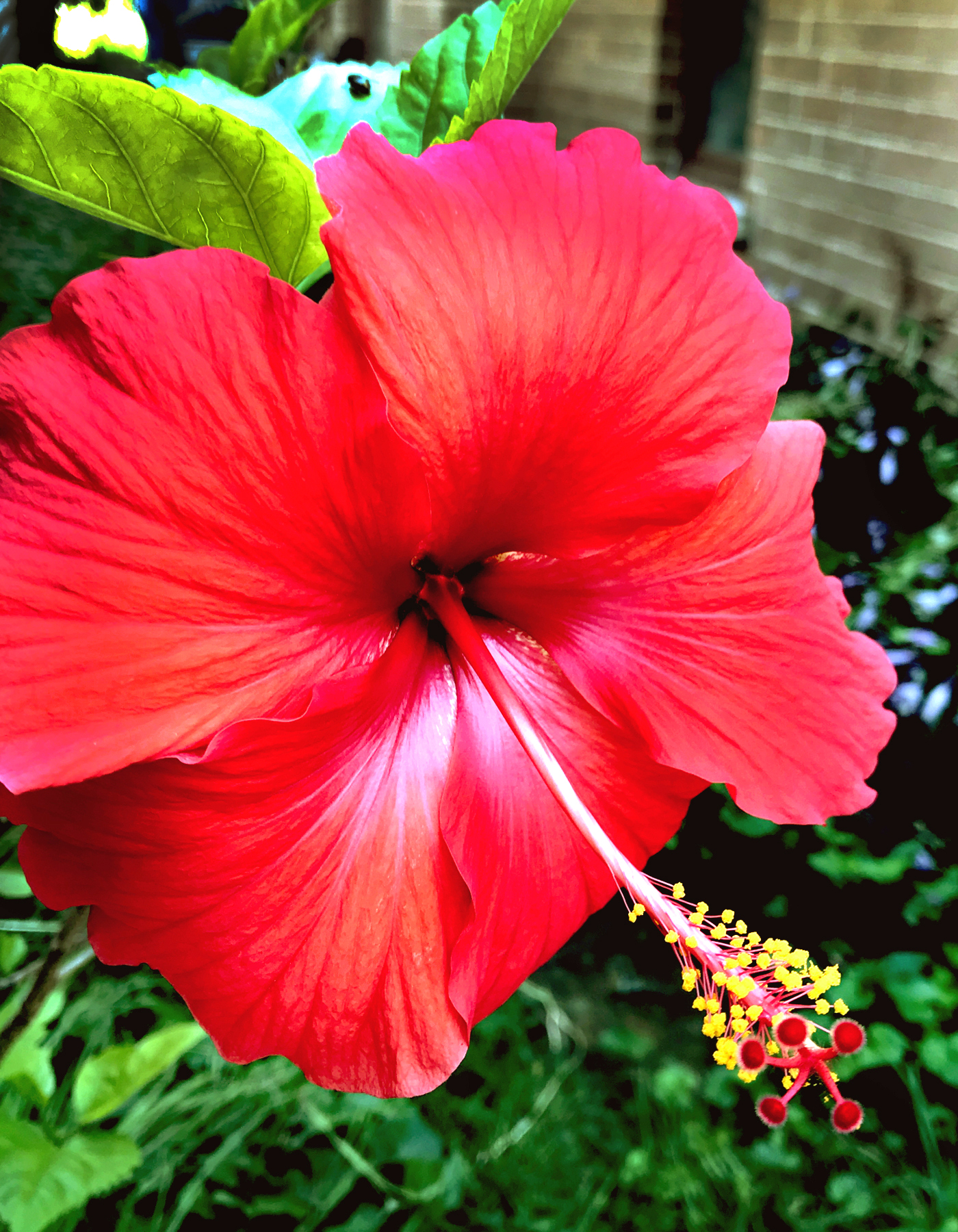 Hibiscus